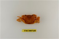 藏品(拉氏清溪蟹)的圖片